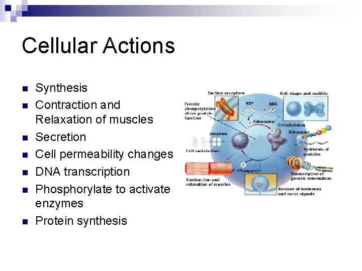 Cellular Actions n n n n Synthesis Contraction and Relaxation of muscles Secretion Cell