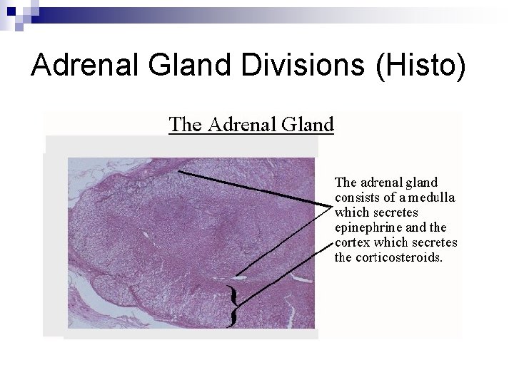 Adrenal Gland Divisions (Histo) 