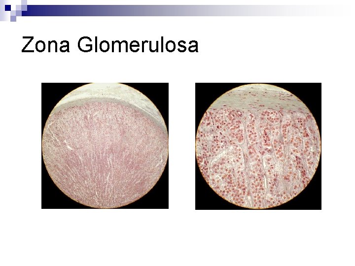 Zona Glomerulosa 