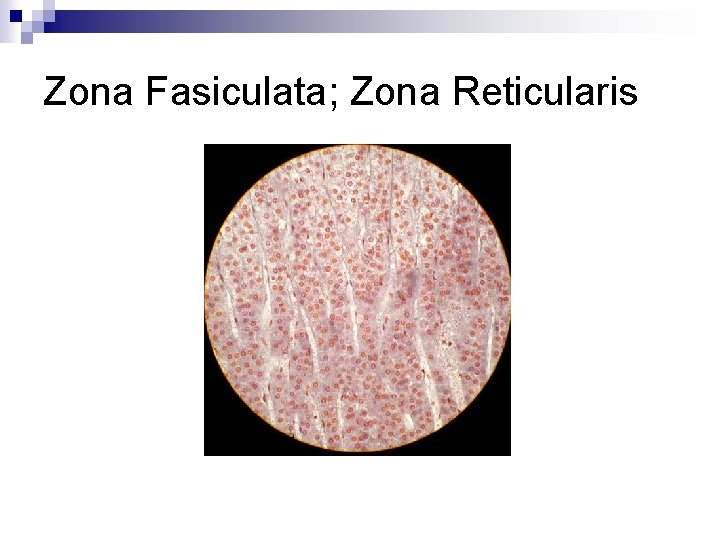 Zona Fasiculata; Zona Reticularis 