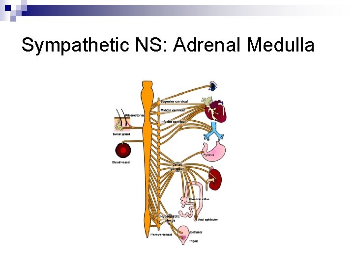 Sympathetic NS: Adrenal Medulla 