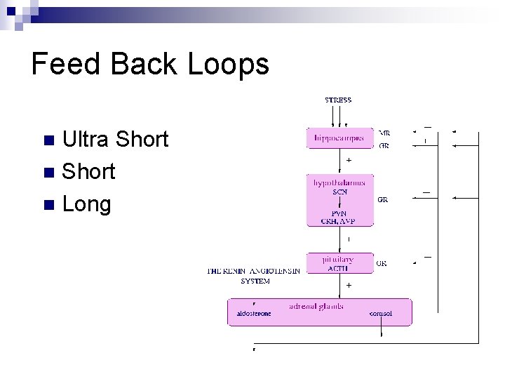 Feed Back Loops Ultra Short n Long n 