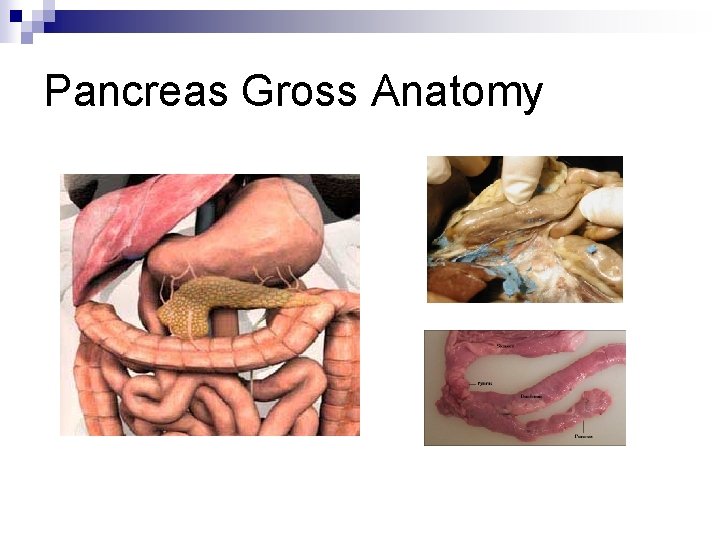 Pancreas Gross Anatomy 