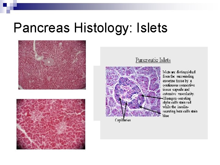 Pancreas Histology: Islets 