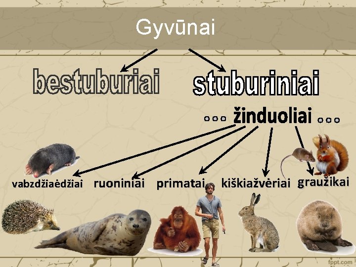 Gyvūnai vabzdžiaėdžiai ruoniniai primatai kiškiažvėriai graužikai 