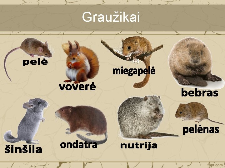 Graužikai 