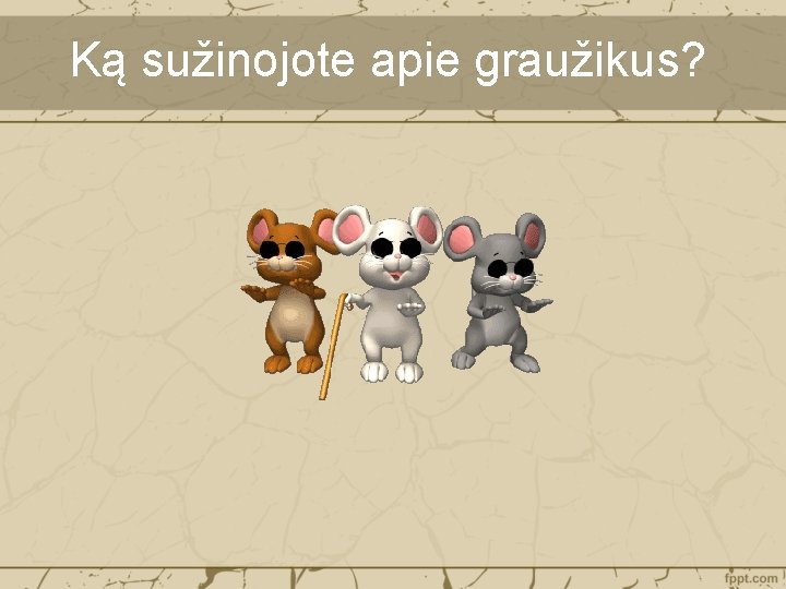 Ką sužinojote apie graužikus? 