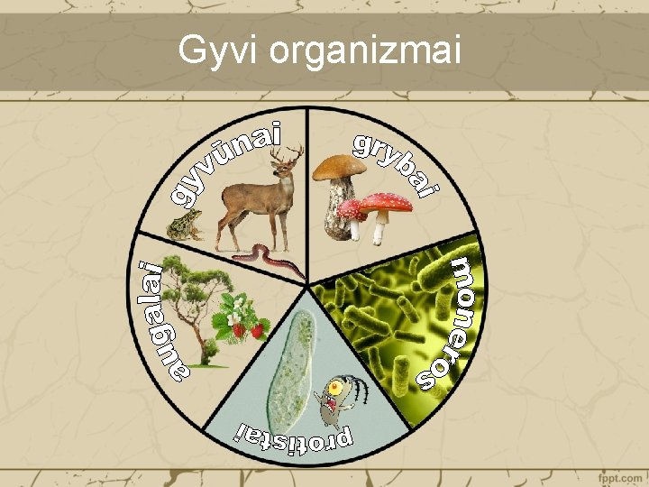 Gyvi organizmai 