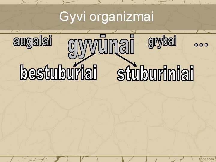 Gyvi organizmai 