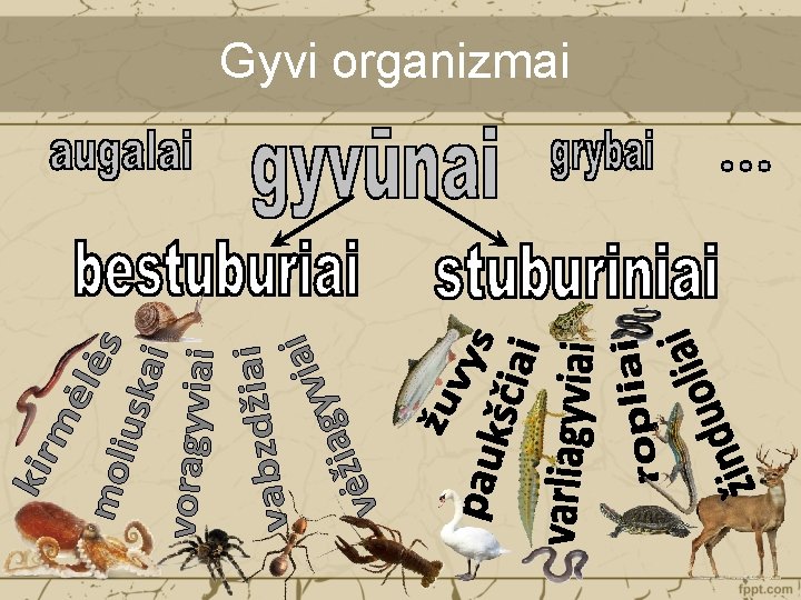 Gyvi organizmai 