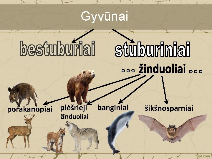 Gyvūnai porakanopiai plėšrieji žinduoliai banginiai šikšnosparniai 