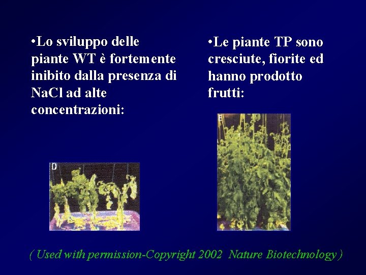  • Lo sviluppo delle piante WT è fortemente inibito dalla presenza di Na.