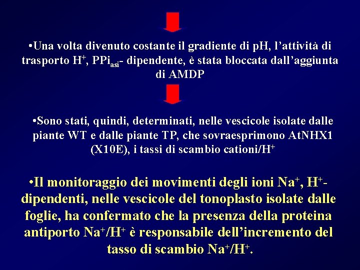  • Una volta divenuto costante il gradiente di p. H, l’attività di trasporto