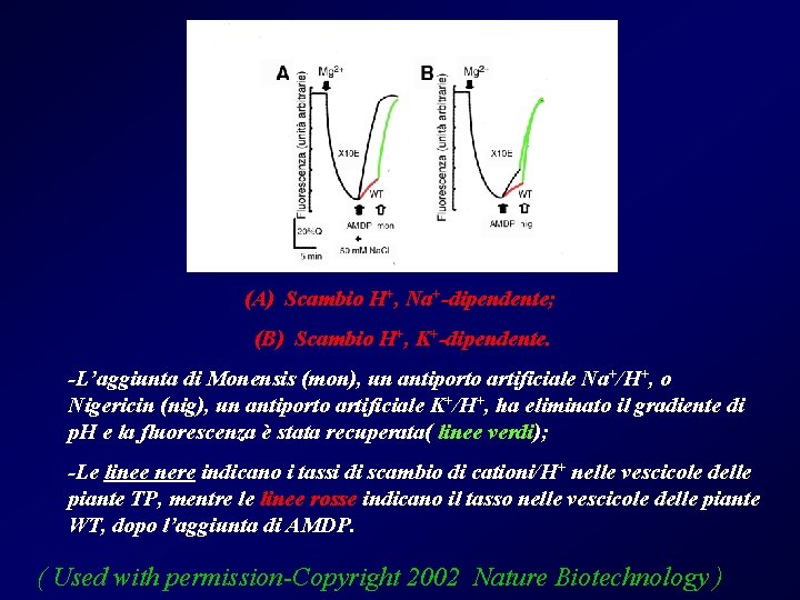 (A) Scambio H+, Na+-dipendente; (B) Scambio H+, K+-dipendente. -L’aggiunta di Monensis (mon), un antiporto
