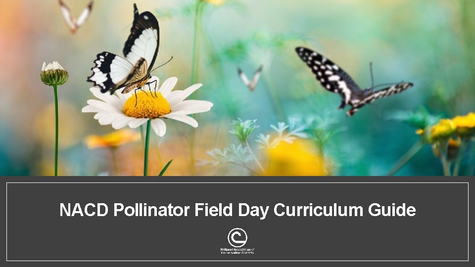 NACD Pollinator Field Day Curriculum Guide 