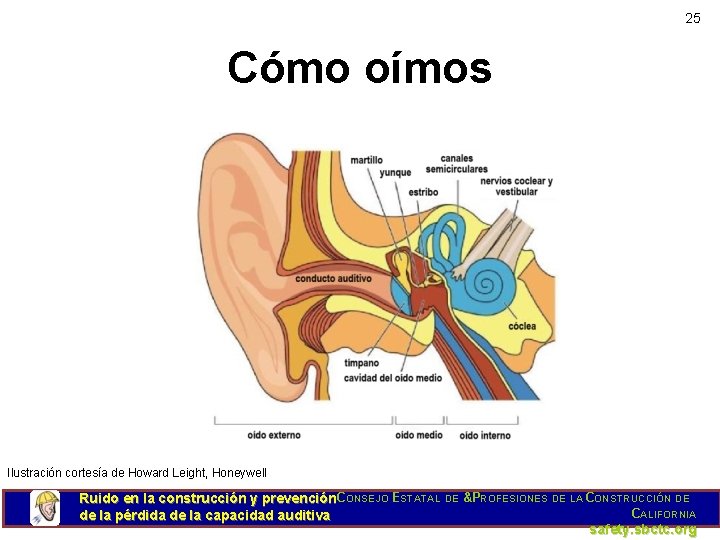 25 Cómo oímos Ilustración cortesía de Howard Leight, Honeywell Ruido en la construcción y