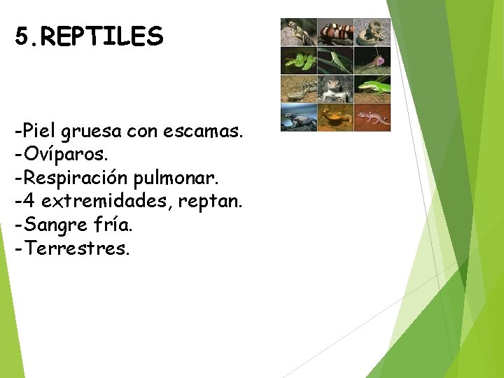 5. REPTILES -Piel gruesa con escamas. -Ovíparos. -Respiración pulmonar. -4 extremidades, reptan. -Sangre fría.