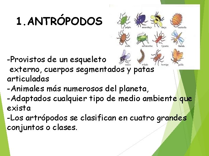 1. ANTRÓPODOS -Provistos de un esqueleto externo, cuerpos segmentados y patas articuladas -Animales más