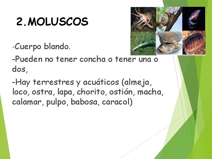 2. MOLUSCOS -Cuerpo blando. -Pueden no tener concha o tener una o dos, -Hay