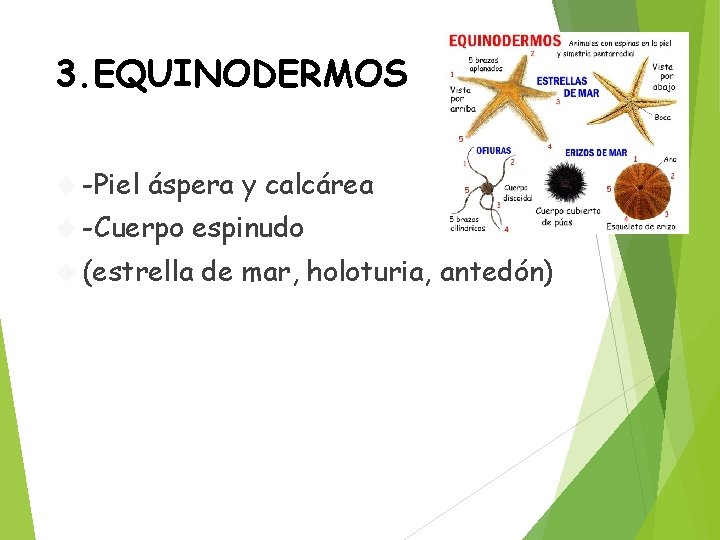 3. EQUINODERMOS -Piel áspera y calcárea -Cuerpo espinudo (estrella de mar, holoturia, antedón) 