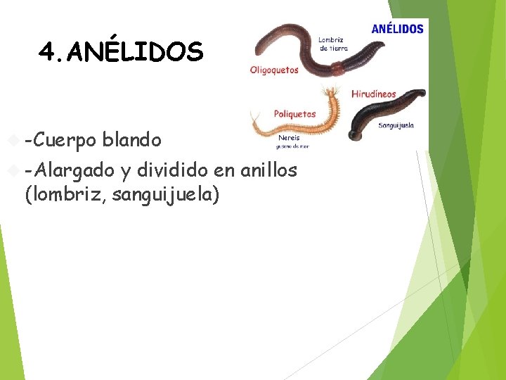 4. ANÉLIDOS -Cuerpo blando -Alargado y dividido en anillos (lombriz, sanguijuela) 