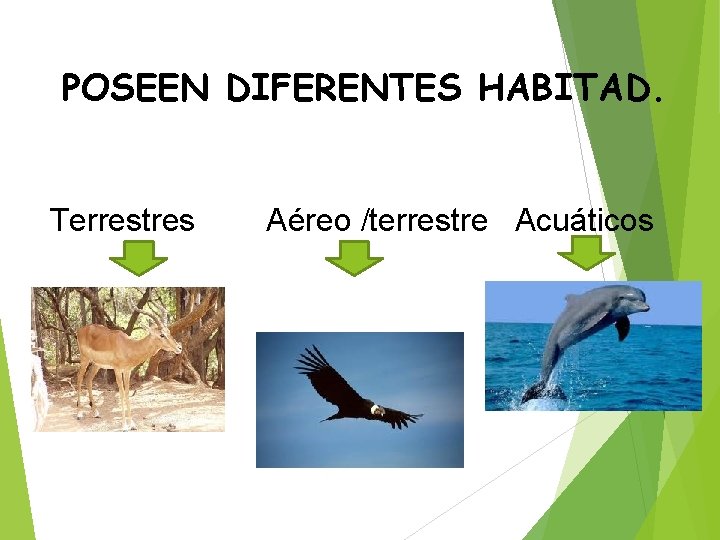 POSEEN DIFERENTES HABITAD. Terrestres Aéreo /terrestre Acuáticos 