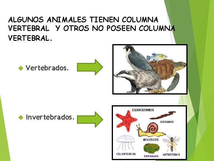 ALGUNOS ANIMALES TIENEN COLUMNA VERTEBRAL Y OTROS NO POSEEN COLUMNA VERTEBRAL. Vertebrados. Invertebrados. 