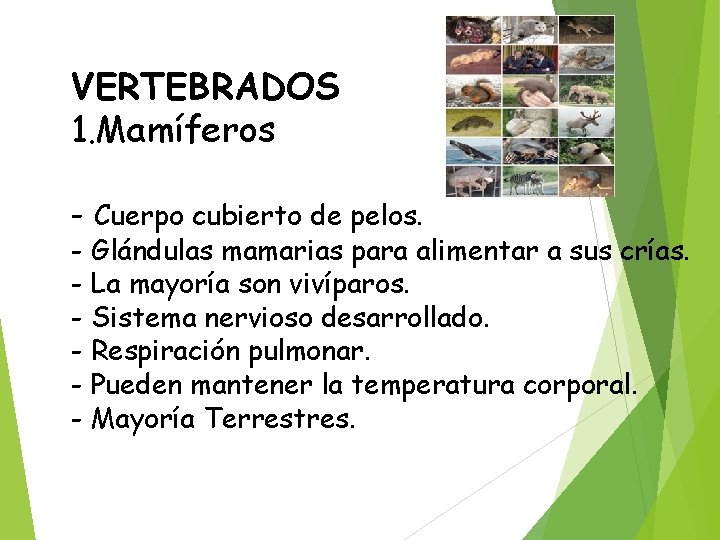 VERTEBRADOS 1. Mamíferos - Cuerpo cubierto de pelos. - Glándulas mamarias para alimentar a