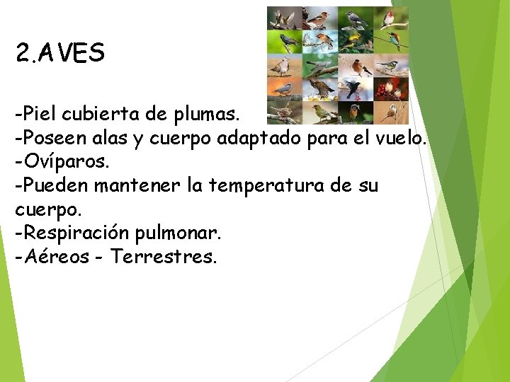 2. AVES -Piel cubierta de plumas. -Poseen alas y cuerpo adaptado para el vuelo.