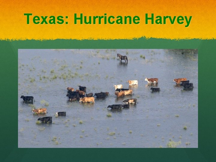 Texas: Hurricane Harvey 