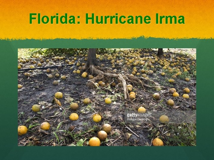 Florida: Hurricane Irma 