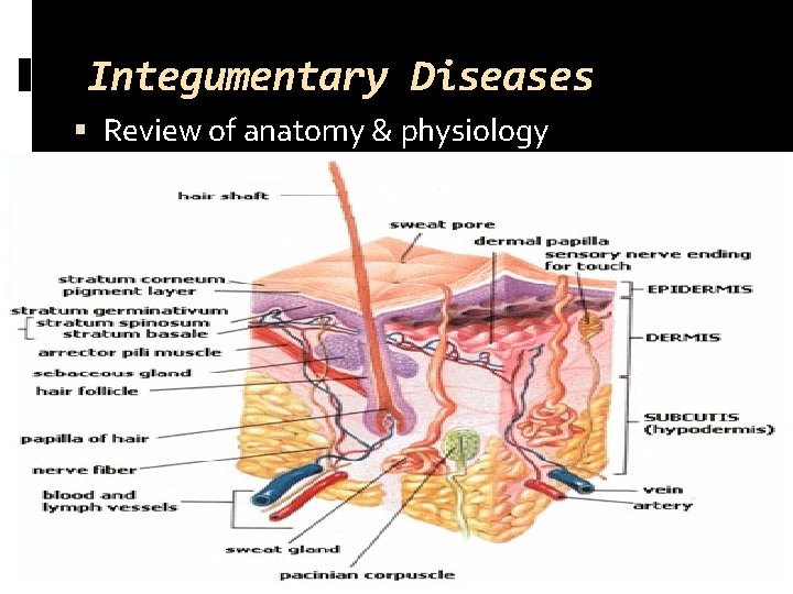 Integumentary Diseases Review of anatomy & physiology 