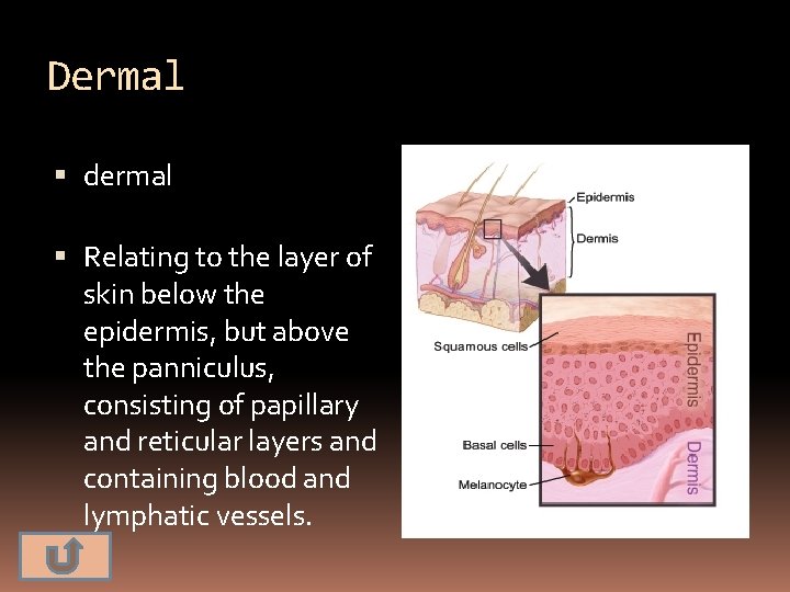 Dermal dermal Relating to the layer of skin below the epidermis, but above the