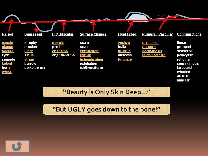 Raised Depressed Flat /Macular Surface Change Fluid Filled Purpura / Vascular Configurations papule plaque