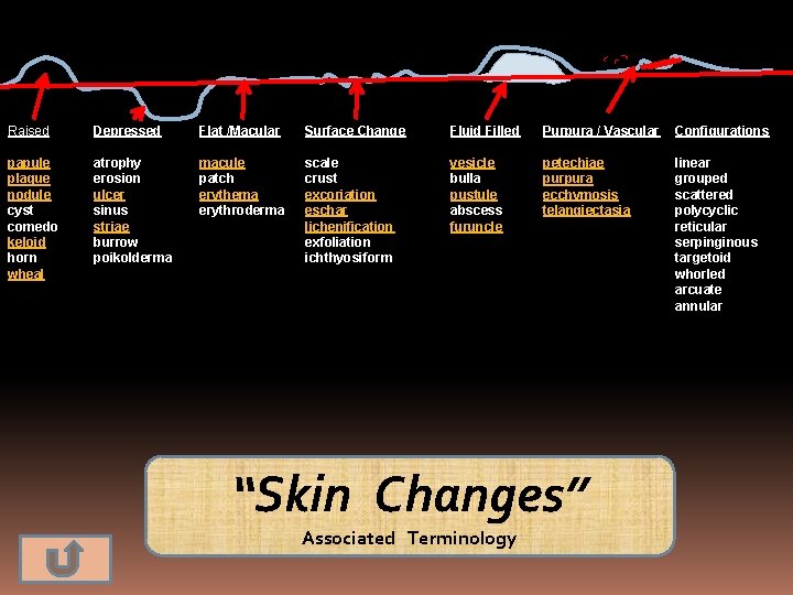 Raised Depressed Flat /Macular Surface Change Fluid Filled Purpura / Vascular Configurations papule plaque
