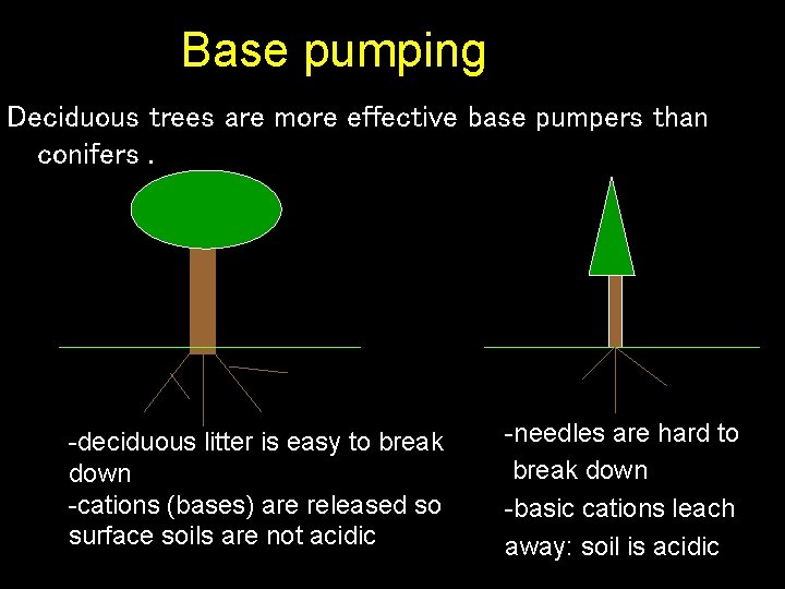 Base pumping Deciduous trees are more effective base pumpers than conifers. -deciduous litter is