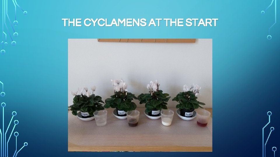 THE CYCLAMENS AT THE START 