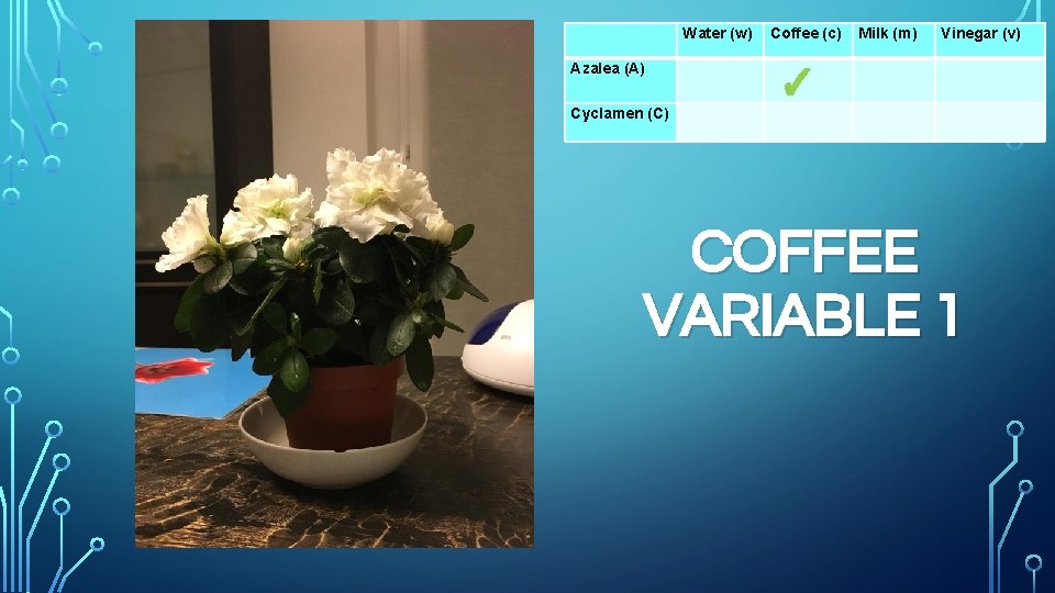 Water (w) Azalea (A) Cyclamen (C) Coffee (c) Milk (m) Vinegar (v) ✓ COFFEE