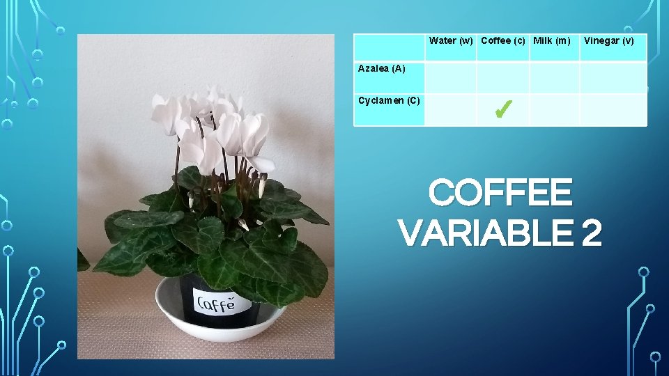 Water (w) Coffee (c) Milk (m) Azalea (A) Cyclamen (C) ✓ Vinegar (v) COFFEE
