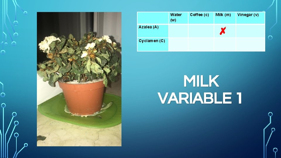 Water (w) Azalea (A) Cyclamen (C) Coffee (c) Milk (m) Vinegar (v) ✗ MILK