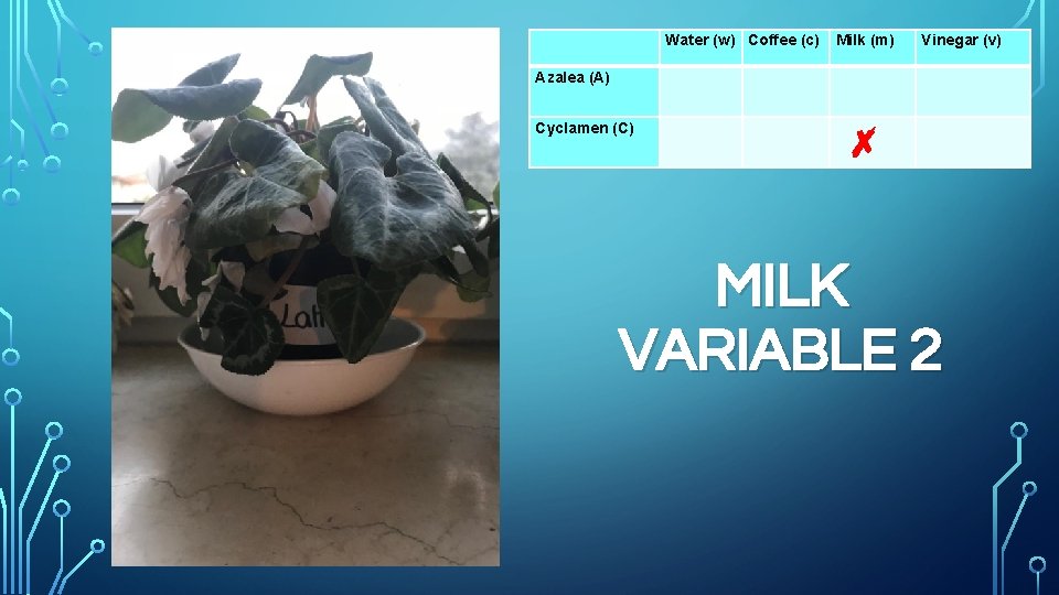 Azalea (A) Cyclamen (C) Water (w) Coffee (c) Milk (m) Vinegar (v) ✗ MILK