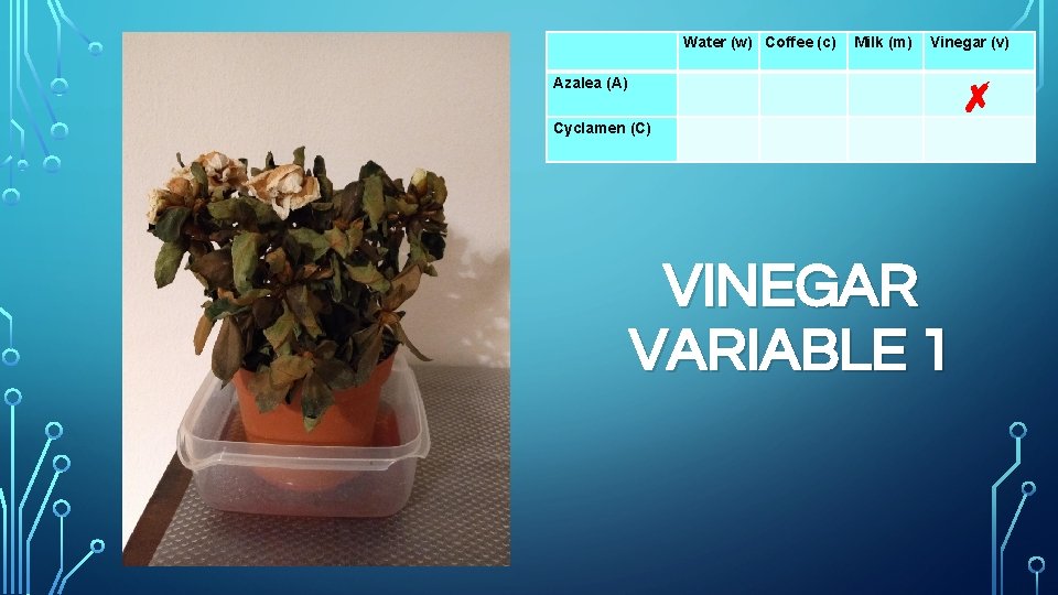 Azalea (A) Cyclamen (C) Water (w) Coffee (c) Milk (m) Vinegar (v) ✗ VINEGAR