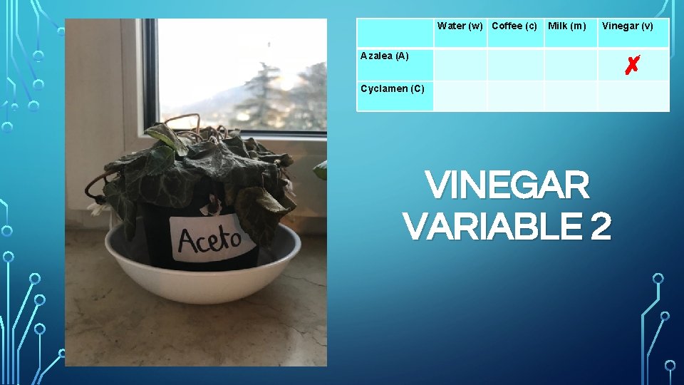 Azalea (A) Cyclamen (C) Water (w) Coffee (c) Milk (m) Vinegar (v) ✗ VINEGAR