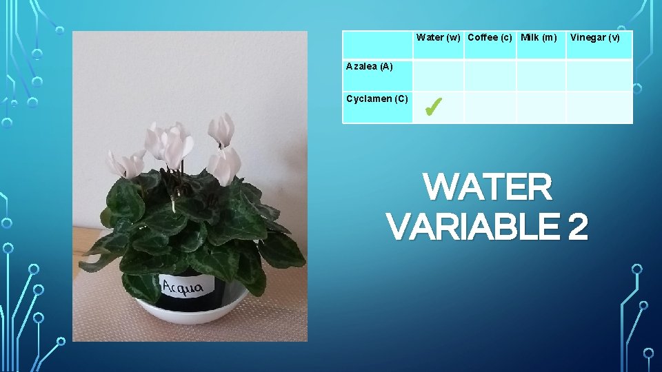 Water (w) Coffee (c) Milk (m) Azalea (A) Cyclamen (C) ✓ Vinegar (v) WATER