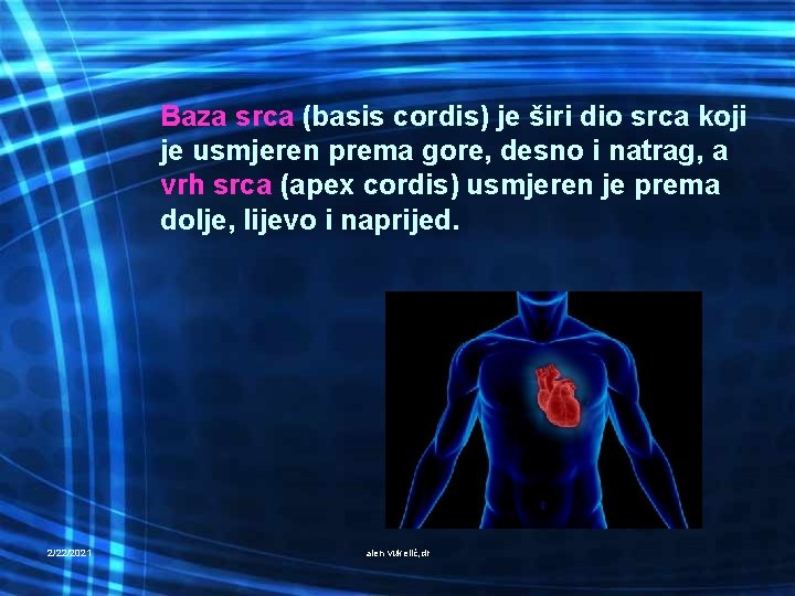 Baza srca (basis cordis) je širi dio srca koji je usmjeren prema gore, desno