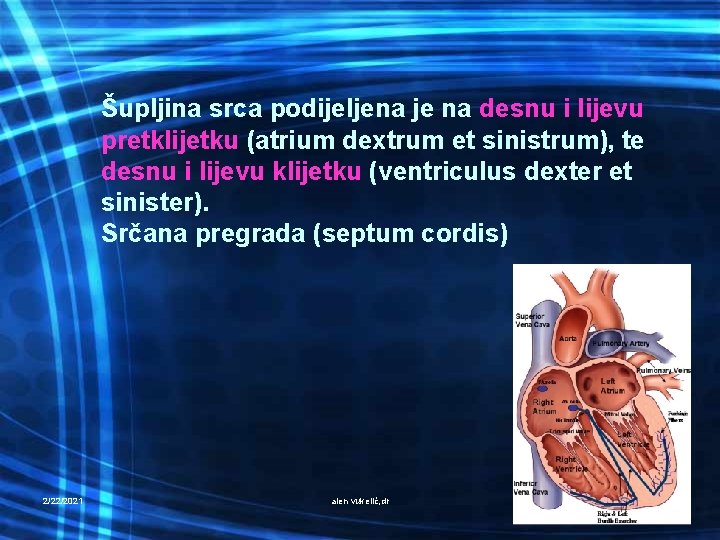 Šupljina srca podijeljena je na desnu i lijevu pretklijetku (atrium dextrum et sinistrum), te