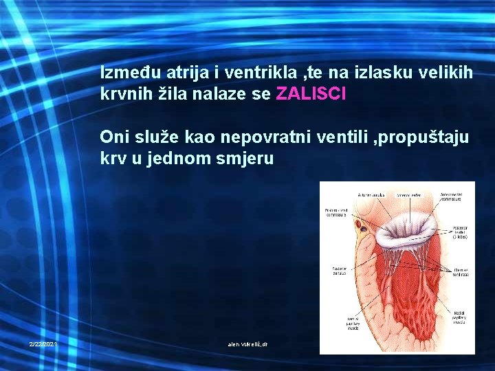 Između atrija i ventrikla , te na izlasku velikih krvnih žila nalaze se ZALISCI