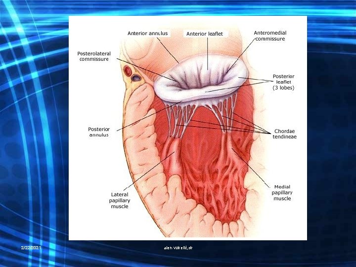 2/22/2021 alen vukelić, dr 