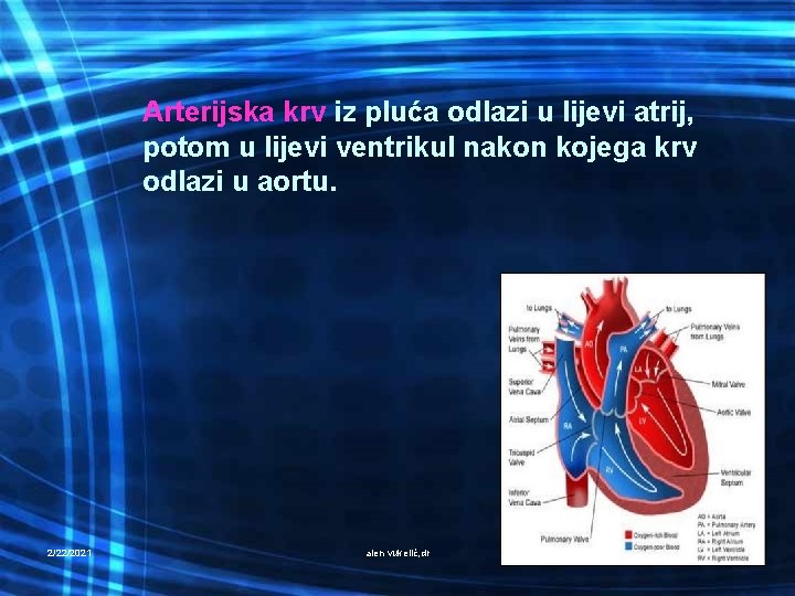 Arterijska krv iz pluća odlazi u lijevi atrij, potom u lijevi ventrikul nakon kojega