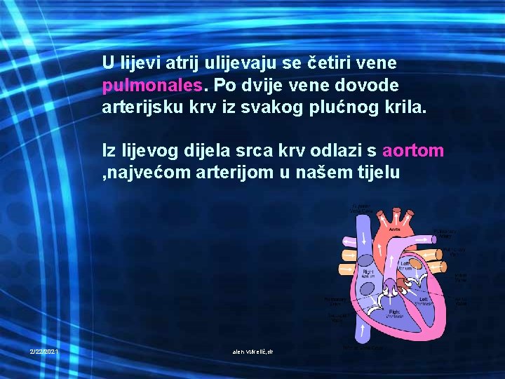 U lijevi atrij ulijevaju se četiri vene pulmonales. Po dvije vene dovode arterijsku krv